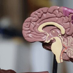 Brain model representing mind and body balance
